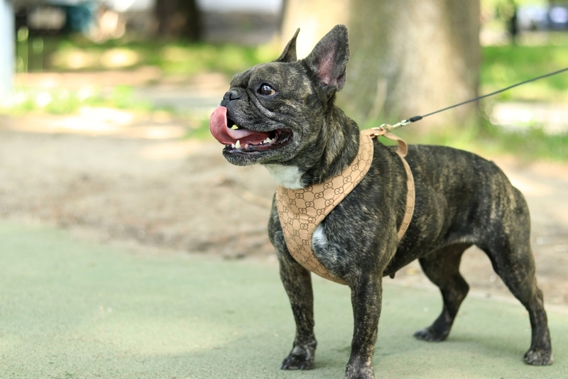 Как сравнить мопса и французского бульдога?