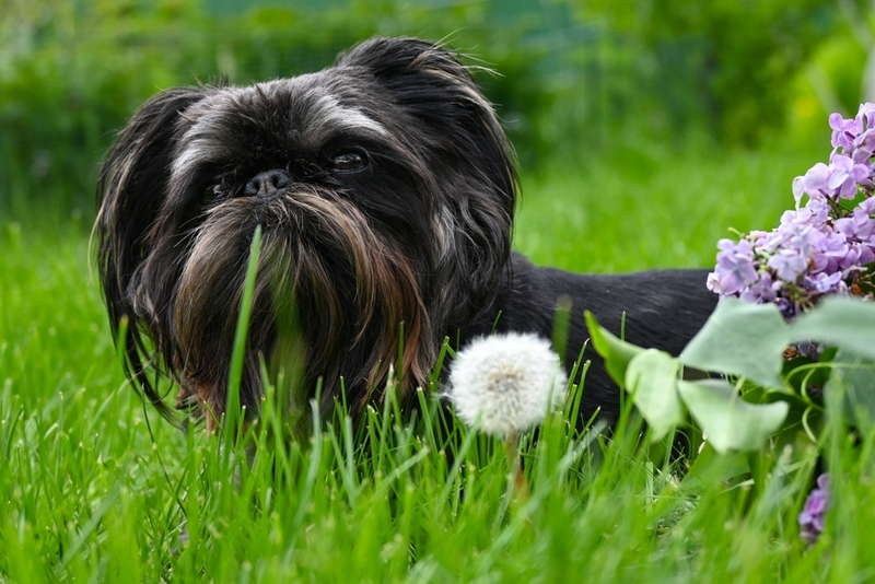  Можно узнать, сколько прожила собака гриффон по человеческим меркам