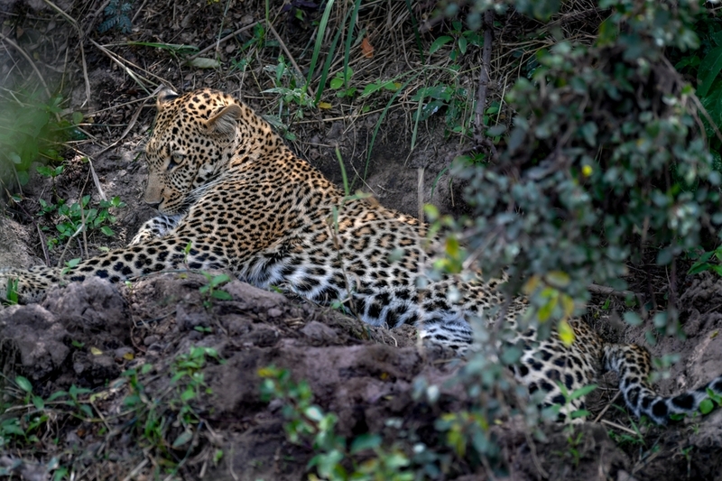 Леопард – дикая пятнистая кошка