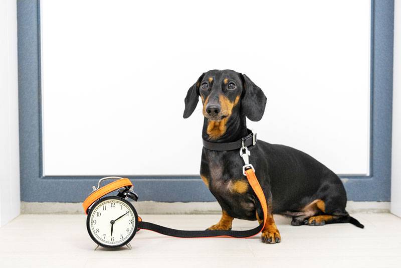 Сколько раз в день нужно гулять с собакой и как долго по времени?