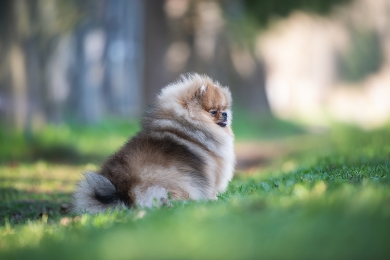 Шпиц – серая собака небольшого размера