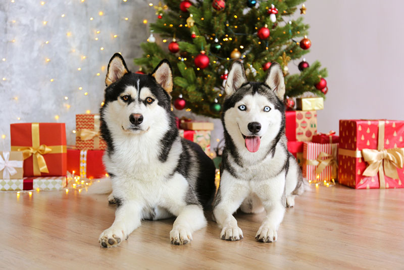 сибирские хаски