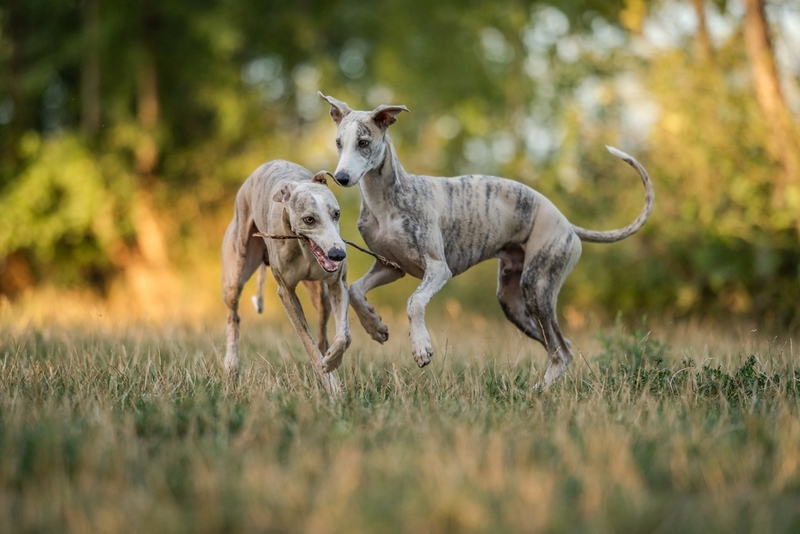 Кастрация влияет на продолжительность жизни уиппета