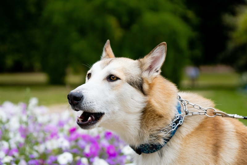 Лайки считаются недорогими собаками