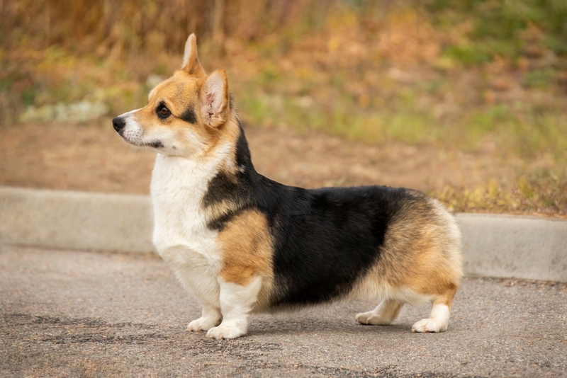 Владельцу важно знать, чем болеют корги