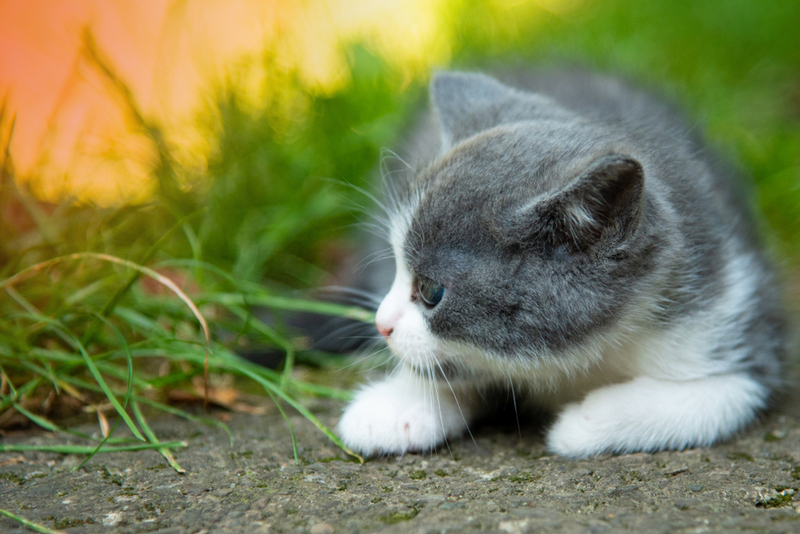 У котят саркоптоз встречается чаще