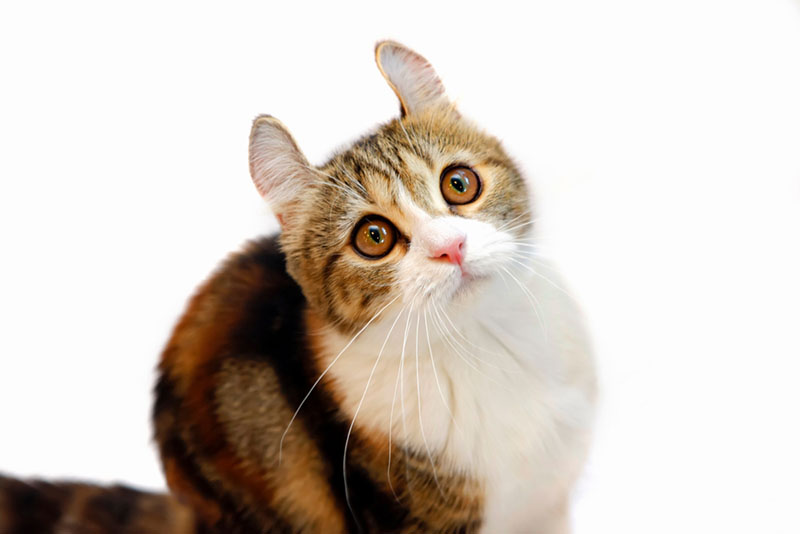 красивая кошка породы американский керл