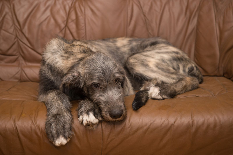 при ДКМП у собак поражается половина сердца