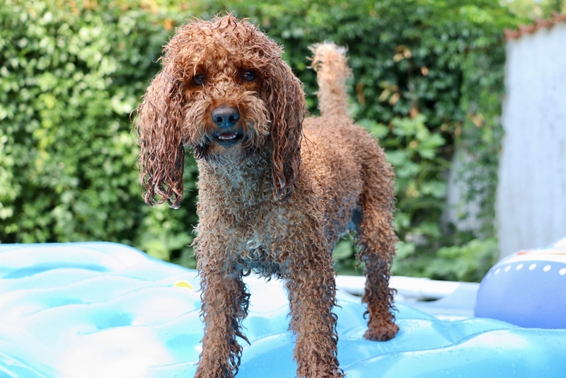 Мокрый коричневый пудель