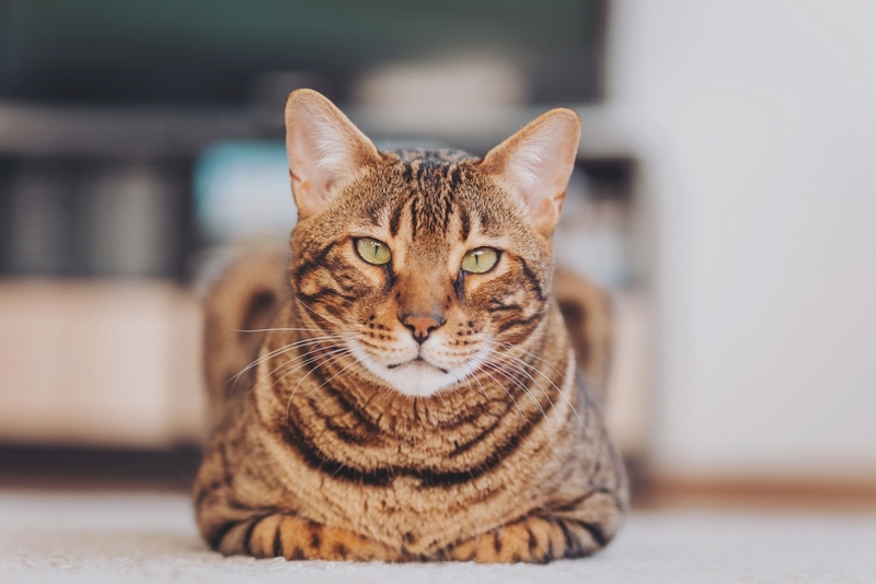 На первых неделях у бенгальской кошки отсутствуют отчетливые симптомы беременности