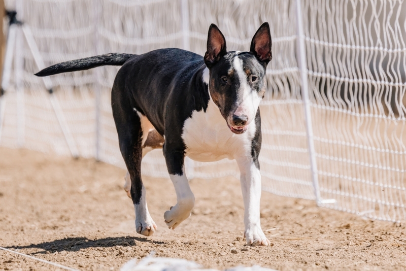 Бультерьер будет злым, защищая семью