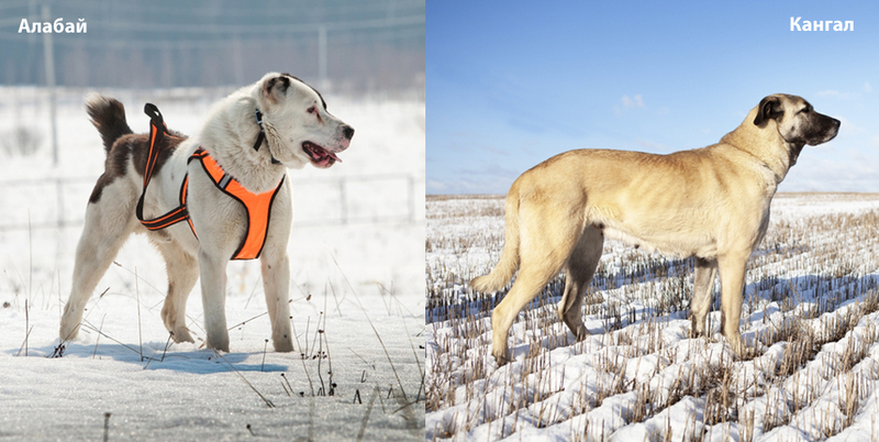 Кангал и алабай на фото