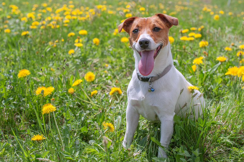 Течка у джек-рассел-терьера проходит в несколько этапов