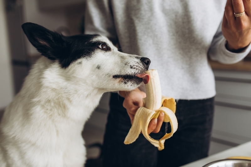 Собака ест банан