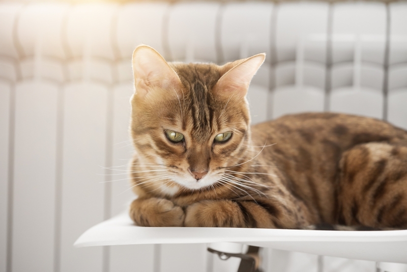 Кошки с анкилостомозом будут вялыми