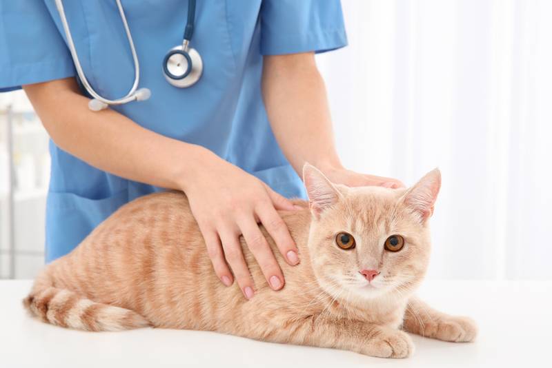 Вирус иммунодефицита у кошек (ВИК)