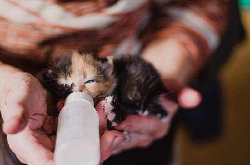 Как и чем кормить новорожденного котенка без кошки – советы ветеринара
