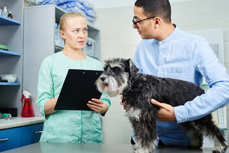 Блуждающая перхоть у собак требует назначения анализов