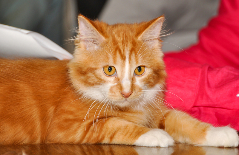 Кимрик – экспериментальная порода бесхвостых кошек