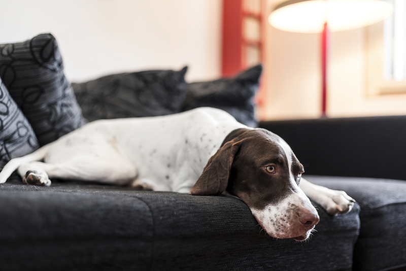 Симптом полирадикулоневрита у собак – снижение тонуса мышц