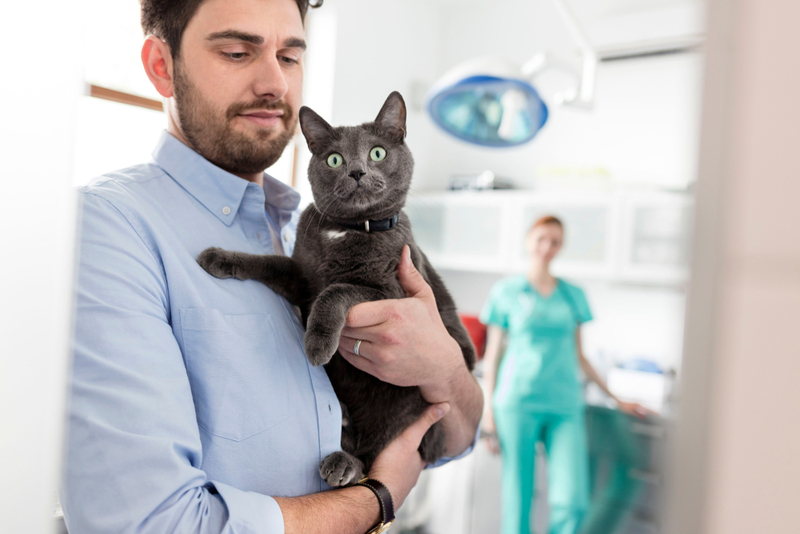 Если у кота в кишечнике газы, ему нужен визит к ветеринару