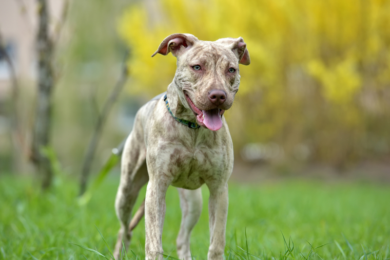 Важно следить, сколько весит питбуль по мере взросления