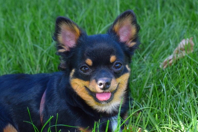 Чихуахуа во время беременности и родов нужна помощь владельца