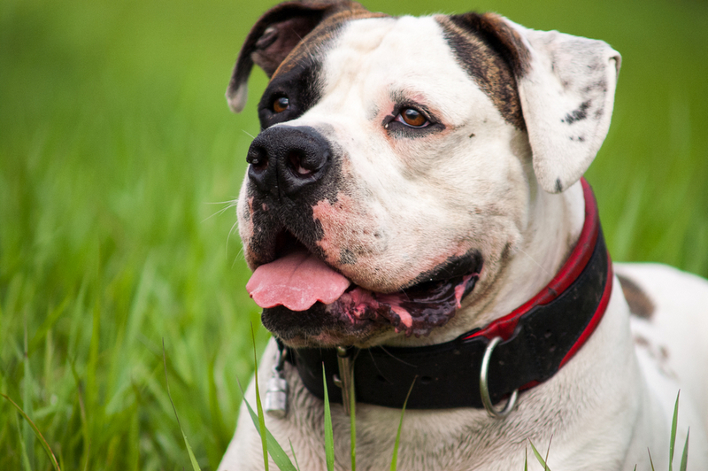 Вес американского бульдога растет по мере взросления собаки