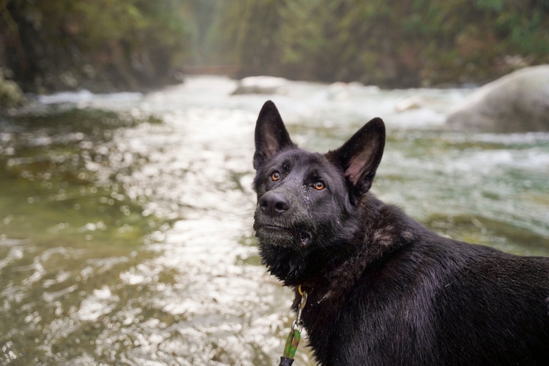 Фото черной немецкой овчарки