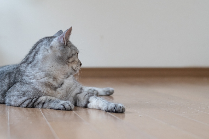 Как понять, что кошке нужно худеть?