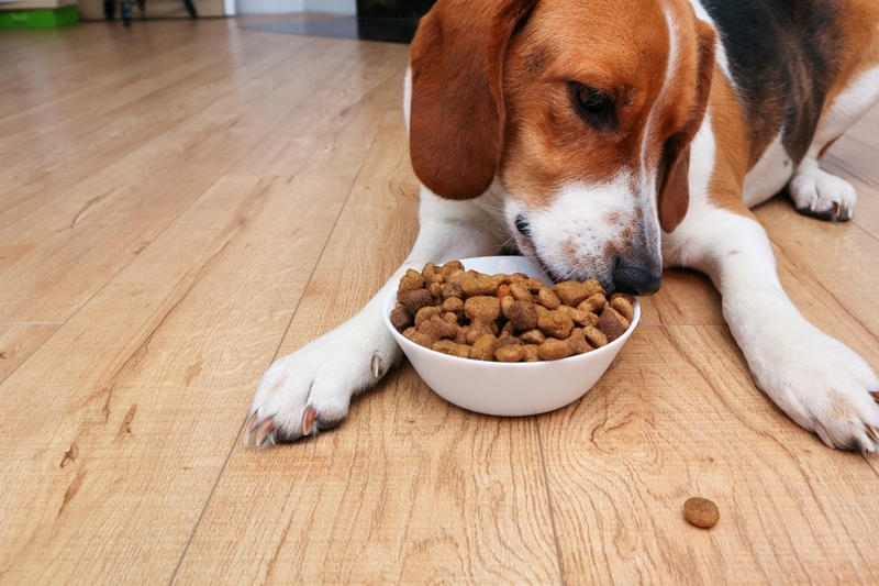 Лечение пиелонефрита помогло, если у собаки хороший аппетит