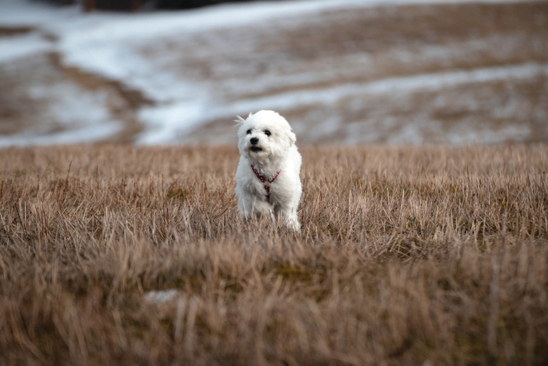 Забота владельца влияет на то, сколько проживет бишон фризе