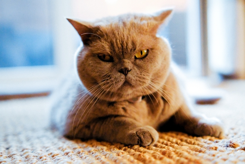 Каковы симптомы кошачьей депрессии?