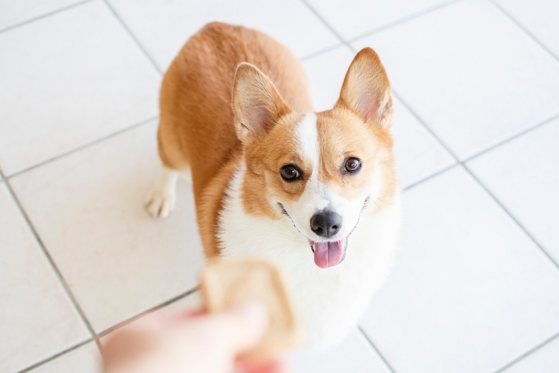 Неправильный рацион способствует тому, что усы у собаки могут выпадать