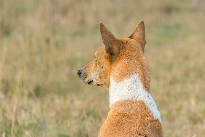 Питание влияет на то, как долго живет басенджи