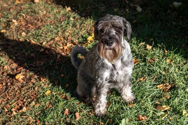 Ожирение может провоцировать появление болезней у цвергшнауцера