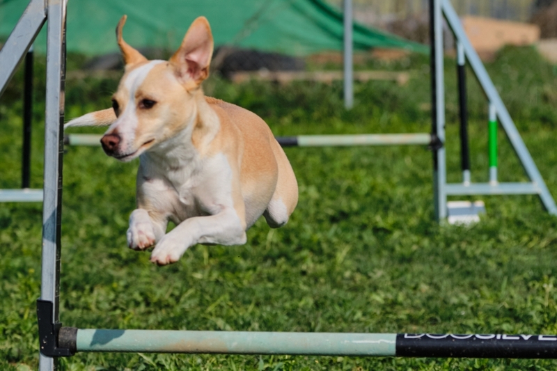 История у обидиенс длительная