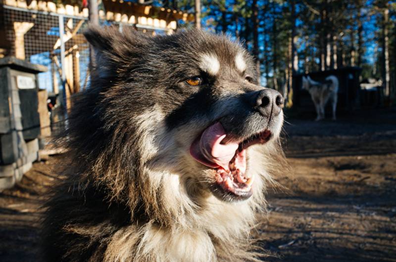 Ненецкая лайка – собака-пастух для оленей