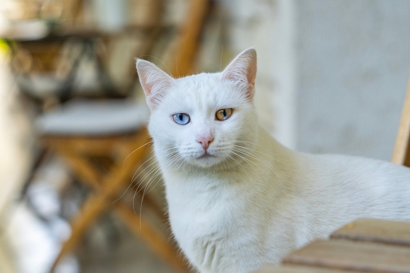 Стрессы влияют на то, сколько живет турецкая ангора