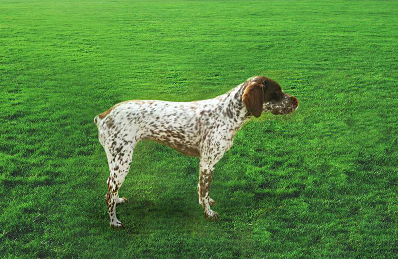 Пятнистый пес бурбонский бракк