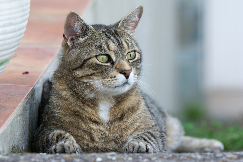 Кошка заражается инфекционной анемией через укусы насекомых