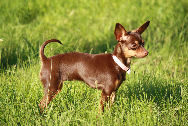 Какие бывают клички для собак-девочек той-терьеров?