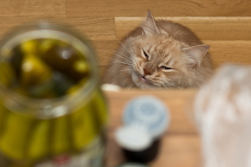 Кошке нельзя давать маринованные огурцы