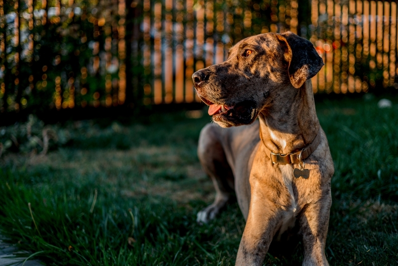 Сколько живут немецкие доги по меркам человека?