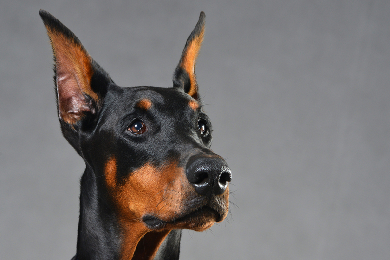 На четвертой неделе беременности токсикоз у добермана проходит