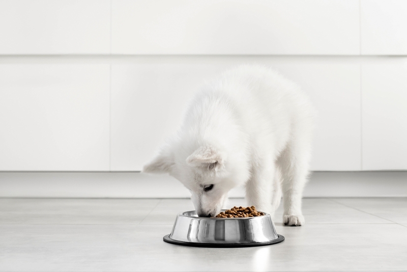 Какое питание необходимо белой немецкой овчарке?