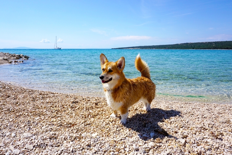 У разных пород собак различная форма хвоста