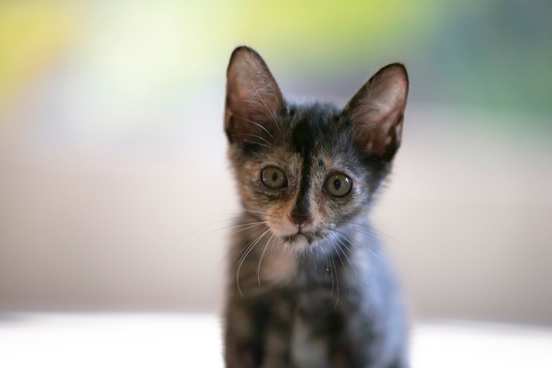 У котят гемобартонеллез проявляется так же, как и у взрослых