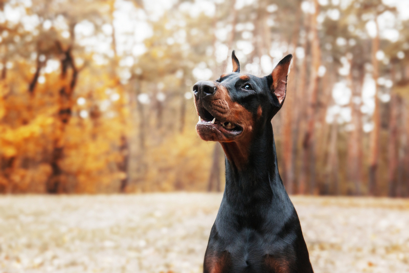 Во время течки доберману нужен контроль