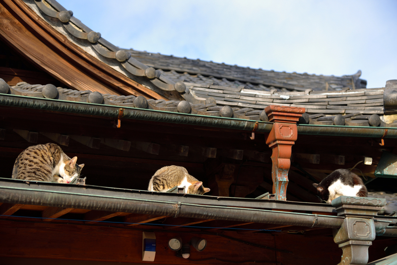 Японцы считают кошку священным животным